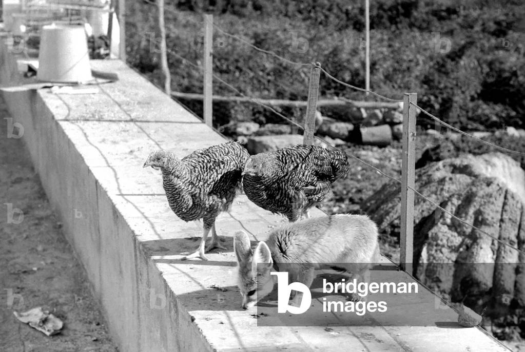 Rommella with the two hens, 15th February 1972 (b/w photo)