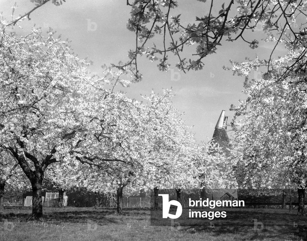 Alfieri Jnr. English Orchard in bloom. july 11 1932