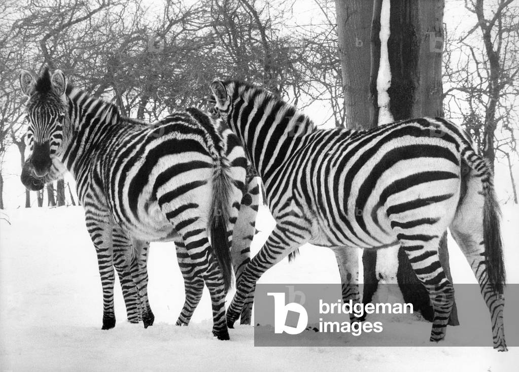 These zebras seem disgusted with the weather at Lambton Pleasure Park in March 1979 (b/w photo)