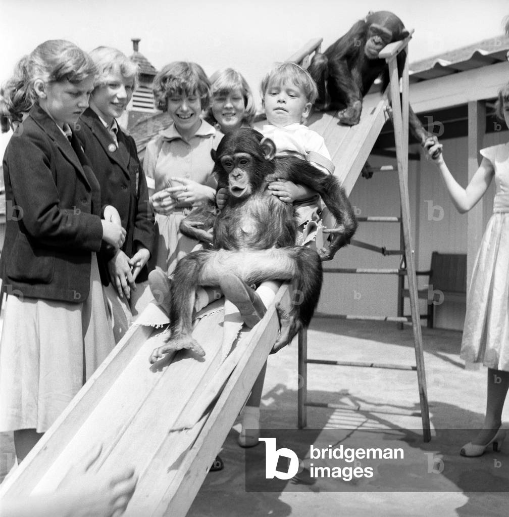 Children play with baby Chimpanzee at Whipsnade Zoo, 1961 (b/w photo)