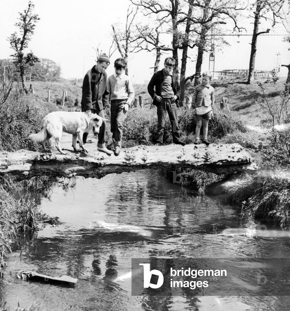 A typical scene at Kirkby - boys making their way across an old tree tree trunk which straddles the Alt. 2nd June 1967 (b/w photo)