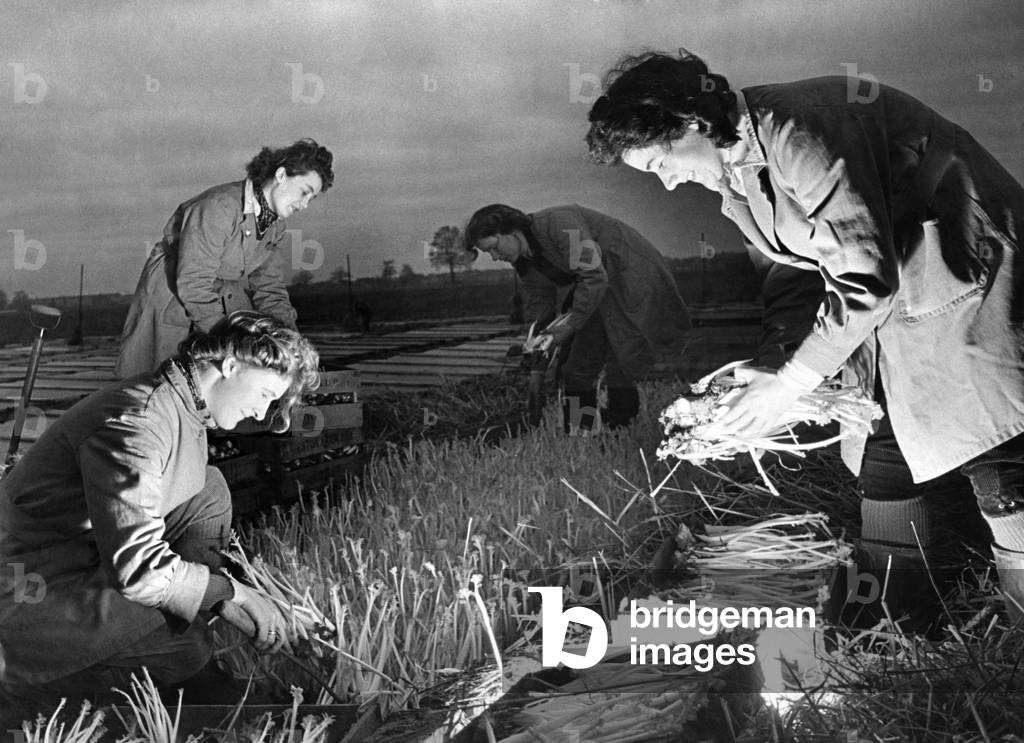 Land army girls harvesting seakale North London.Early morning work, cutting and packing seakale, to be sent to Covent Garden market. There is a very good crop of early seakale at Heston Farm, Heston, Mddlesex, which is grown in frames covered completely with straw. It makes excellent salad at a time of the year when greenstuffs are scarce. February 1945