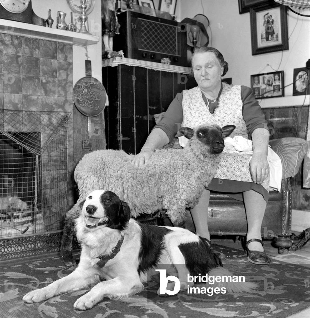 Pet lamb seen here living in the house of her owner. 1960