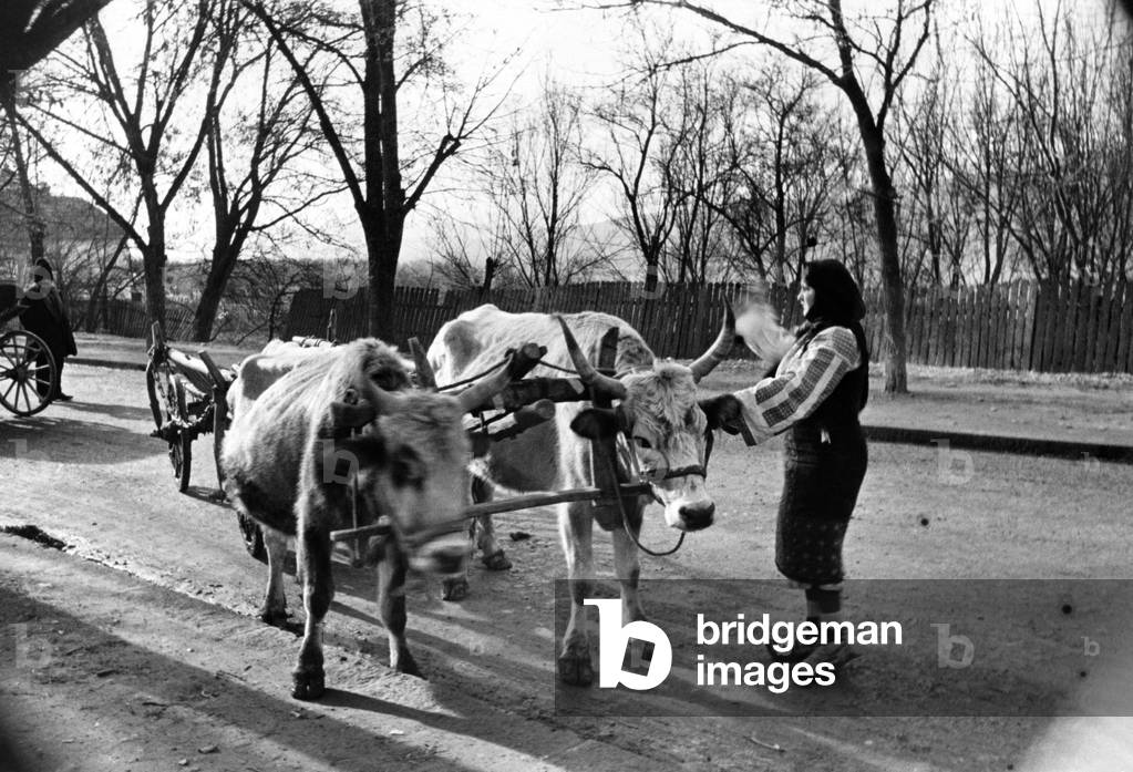 A street scene at Curtea De Arges as a woman drives her oxen cart, which is used for lumbering. Curtea de Arges is a small town west of Bucharest and at which the monastery of, the burial place of Romanian Royalty. February 1936