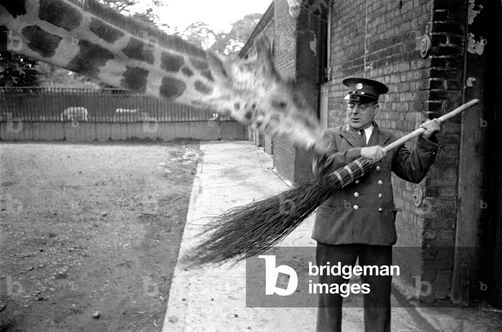 Zoo Animals. Giraffe and Keeper at London Zoo Circa. January 1938 OL301-009