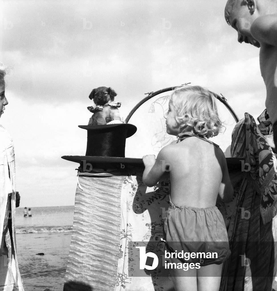 Punch and Judy Show. Making his debut is 2 month old dog Toby. Young as he is, he sits on the stage in John's old top hat. That's all he'll do until he grows up and can trot amongst the audience with a collecting box after each stage appearance. Show at Torbay, Devon. 14th September 1953 (b/w photo)