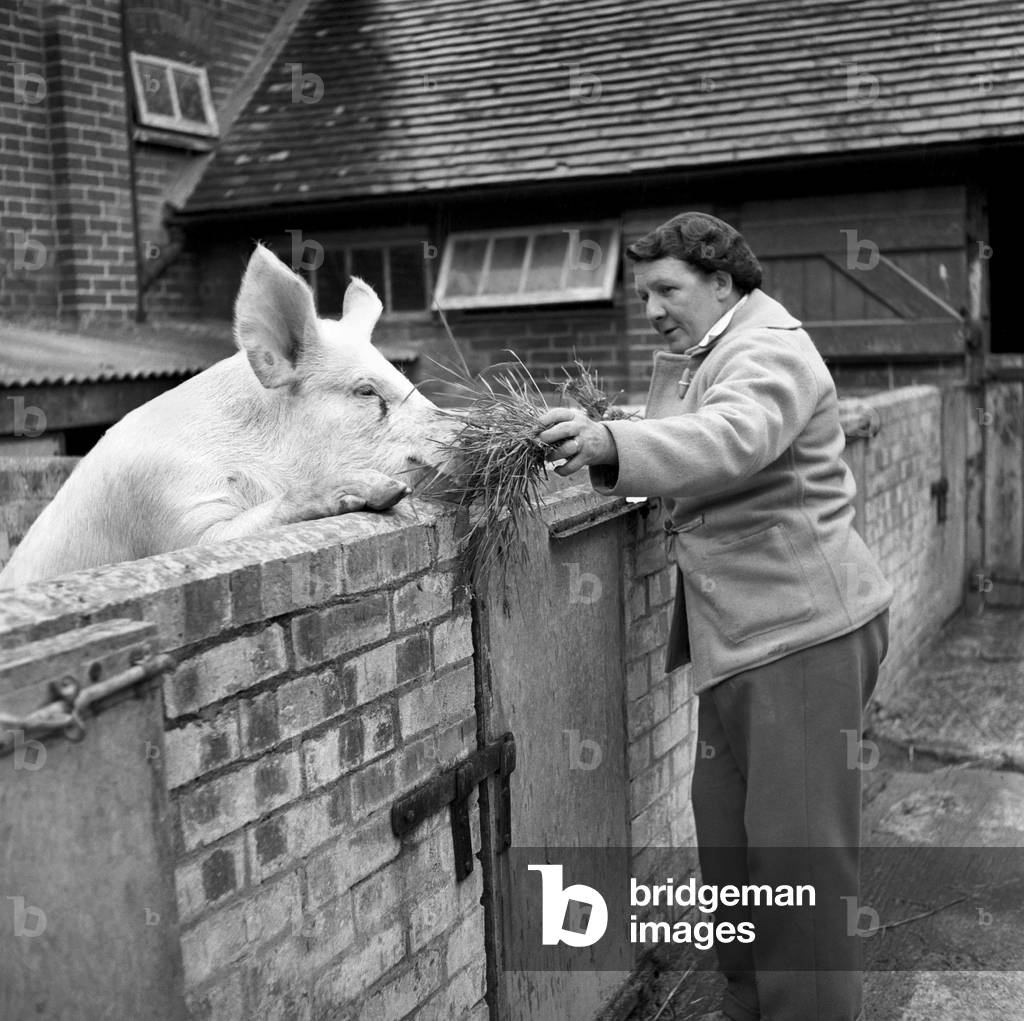 Mrs. Moss a livestock farmer seen here on the farm with her pigs, 1954 (b/w photo)