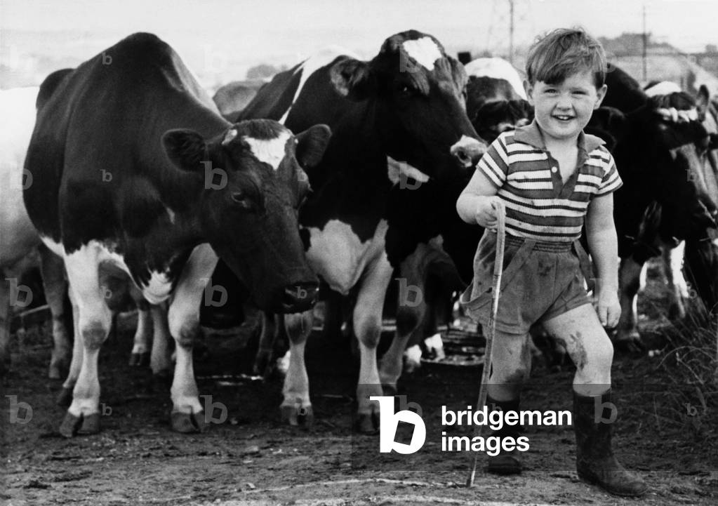Tony and the cows, september 1964 (b/w photo)
