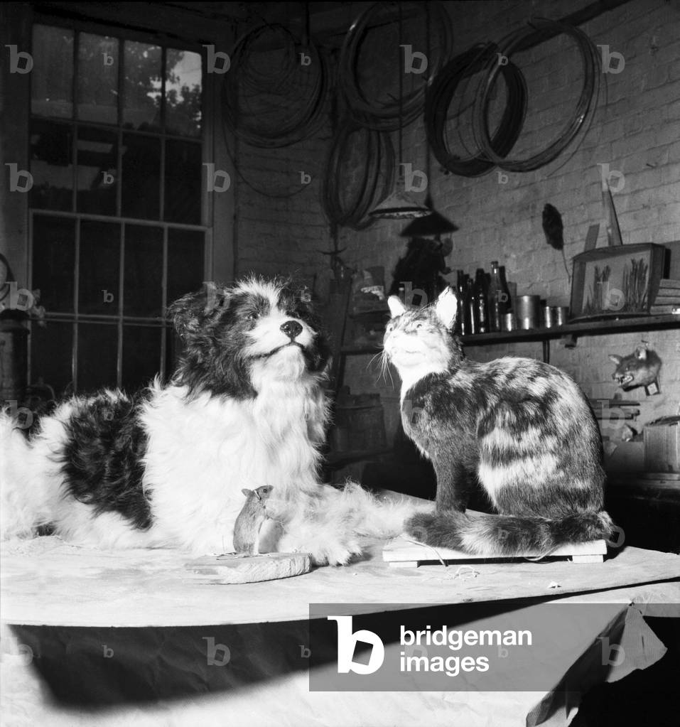 Taxidermist Workshop. January 1960