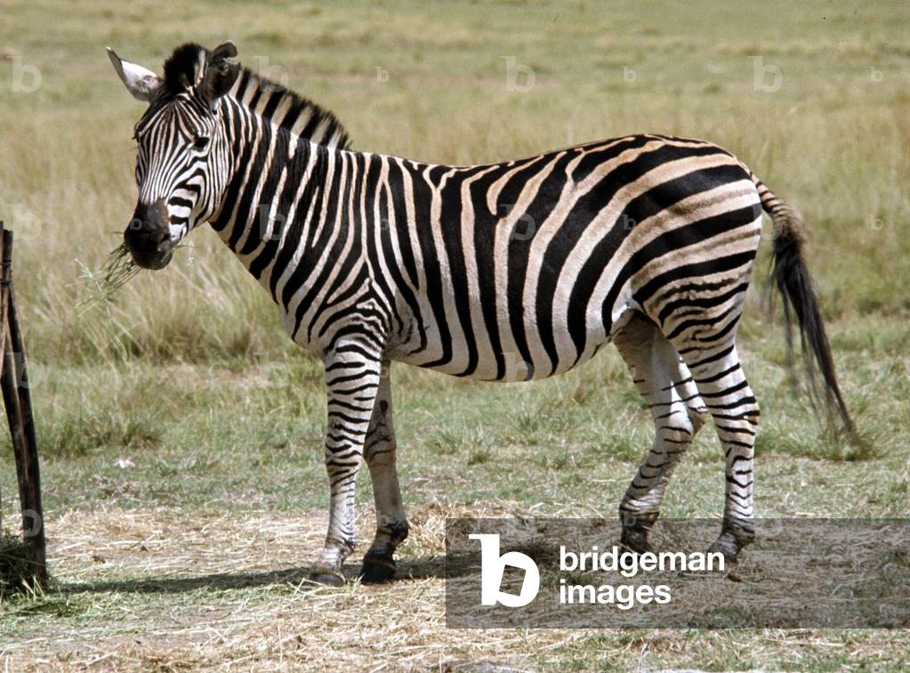 A zebra at Lion Park in South Africa, April 1973 (photo)