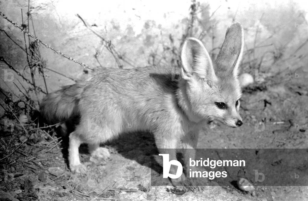 Rommella the desert fox, 15th February 1972 (b/w photo)