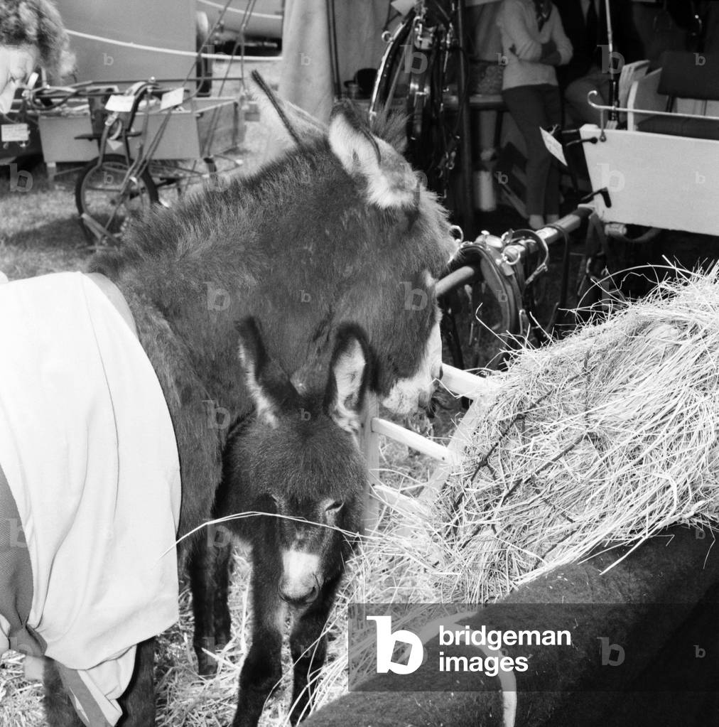 Donkey and young foal at the Richmond Horse Show.