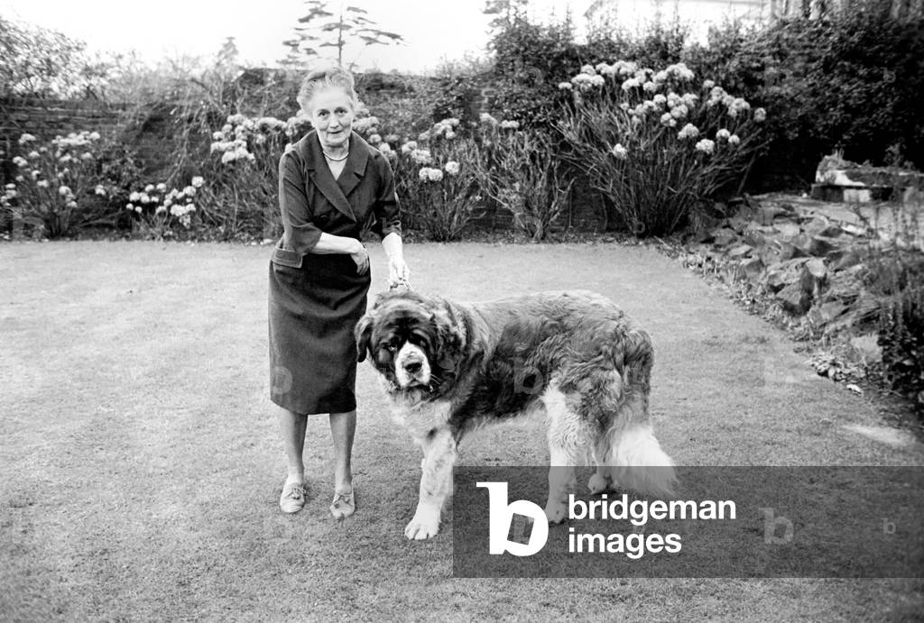 St. Bernard dog. 1960