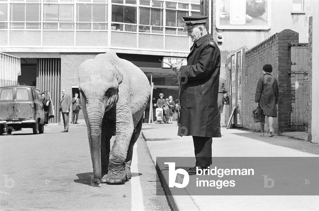 Traffic Warden tries to ticket an elephant which had stopped on a single yellow line in the centre of Cardiff. 16th May 1968 (b/w photo)