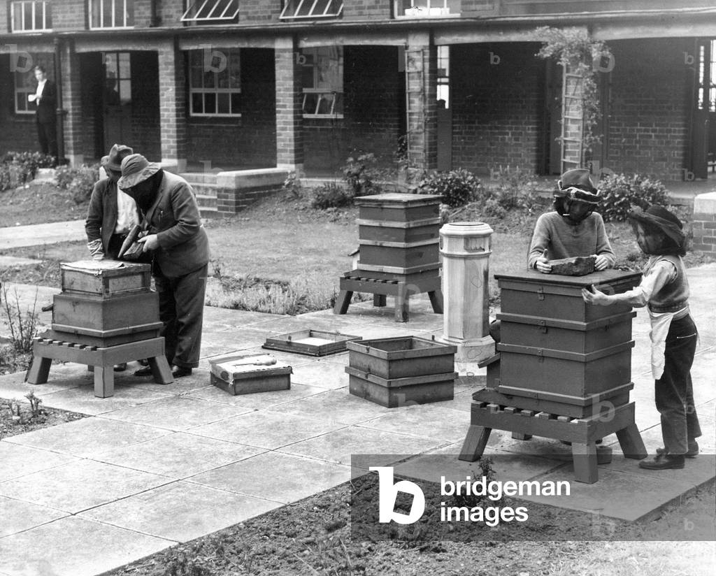 Children learning the art of beekeeeping in the 1960s