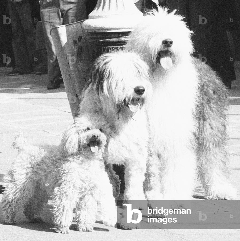 The dog that has to yawn to order. March 27th 1973 (b/w photo)