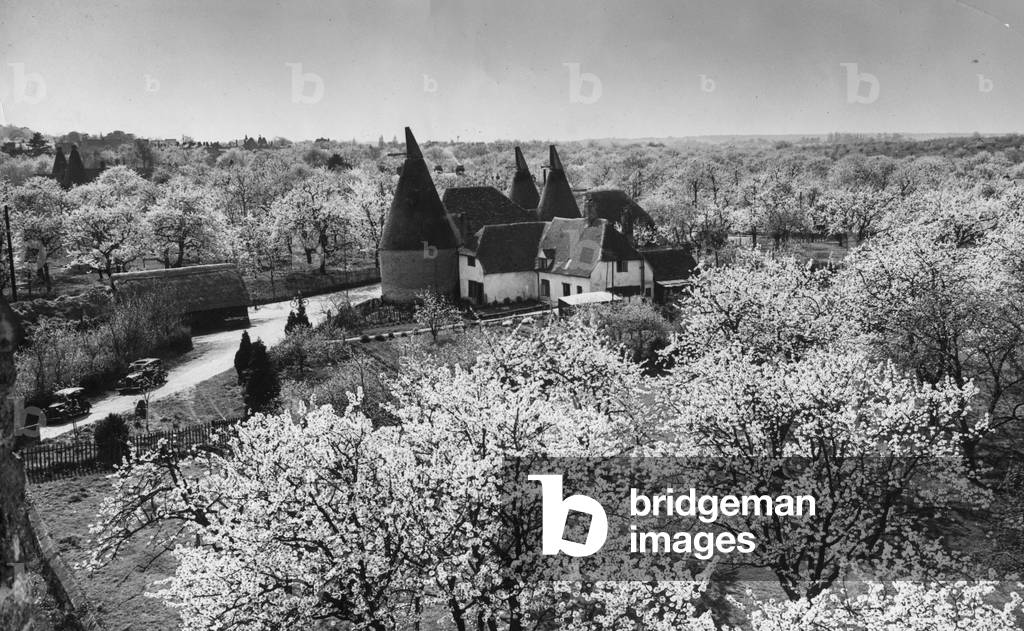 Cherry, pear and plum blossoms on the trees surrounding the oast houses in Newington, Kent
 April 1944