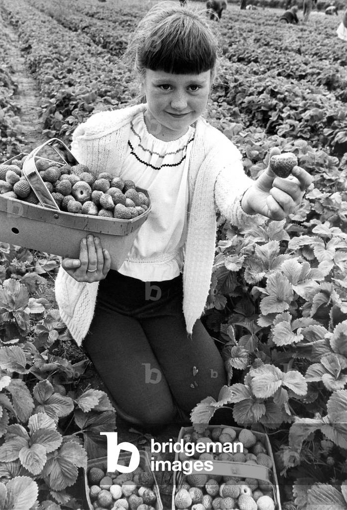 Susan Harper, aged nine, from Durham proudly displays the fruits of her labours from fruit picking in July 1979