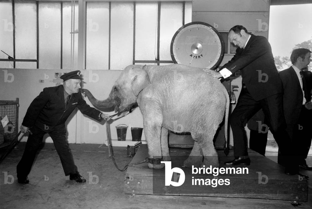 Lulu the baby elephant at Chessington Zoo, was weighed-in, for Lulu was the star of a competition organised by Tyne Brand, for contestants to judge what Lulu's weight would be on this date. Amongst the judges was boxing champion Henry Cooper, Mr. H. A. Snazle Gen. Manager of Chessington Zoo, and Mr. R.W. Hampson, Marketing Manager of Spillers Ltd. 
Lulu on the scales being watched by her keeper Alex Smith, and Henry Cooper. 
November 1969