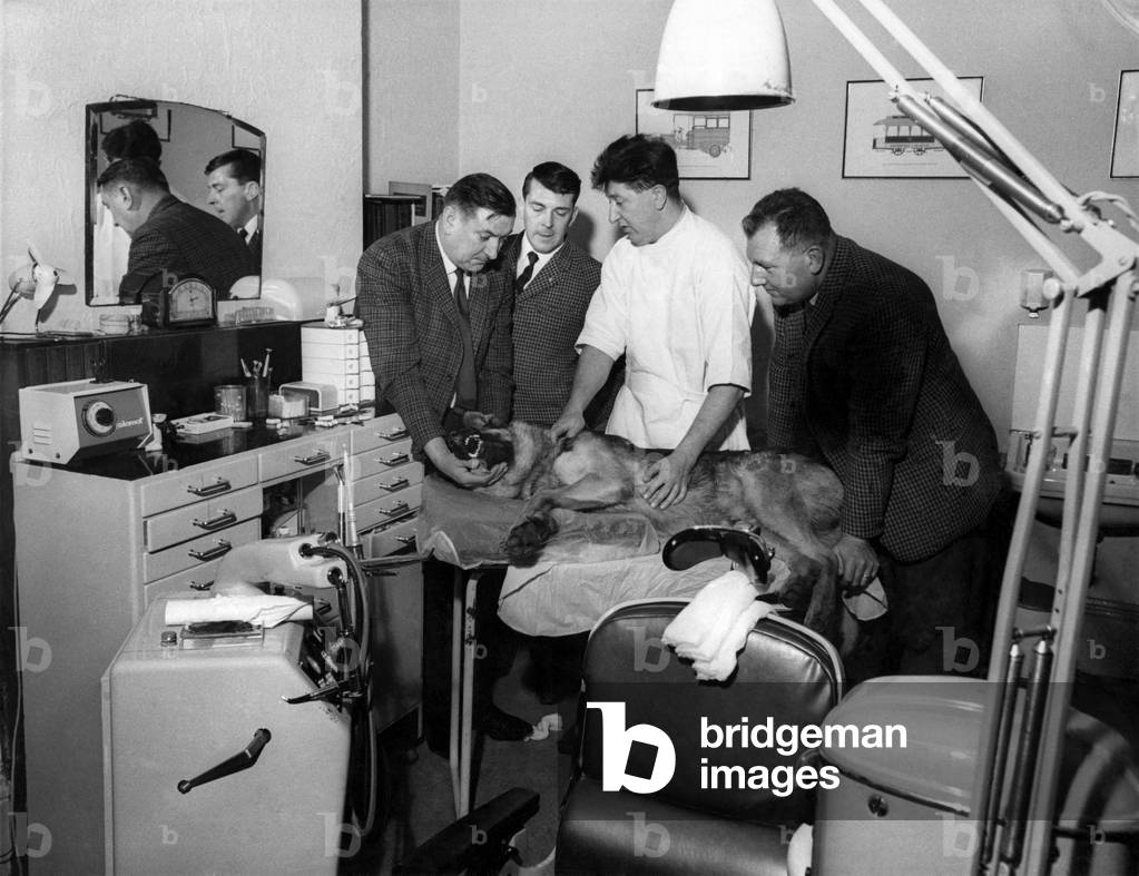 Dental surgeon William Dobbs and members of the police dog section, look at the unconscious Elk after he had had his new front fang fitted, December 1967 (b/w photo)
