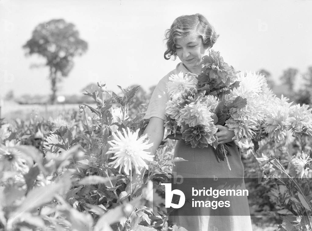 Growers all over the country are getting ready for the National Dahlia Society Show. August 1933