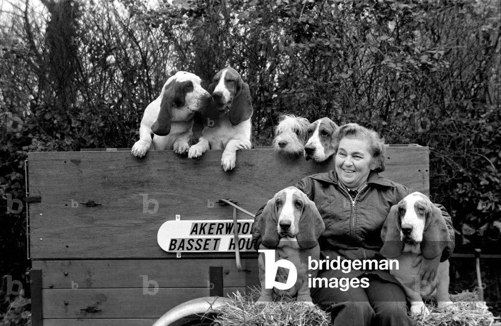 Mrs. Joan Walker and Dogs: Mrs. Joan Walker of Reading has got a record at Cruft's Dog Show before it even opens, February 1975 (b/w photo)