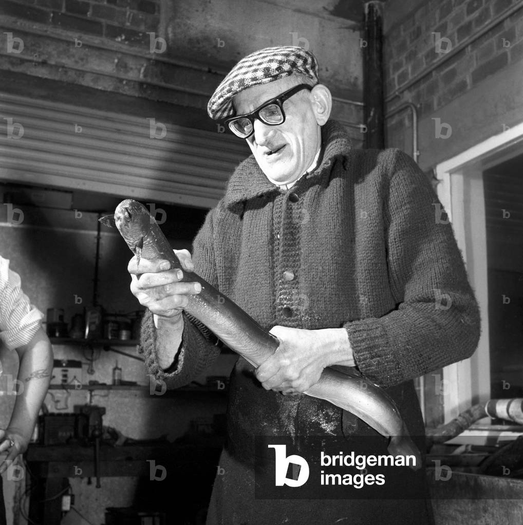 Freshly caught eels seen here being prepare to be made in to East London's favourites food Jellied Eels, 1963 (b/w photo)