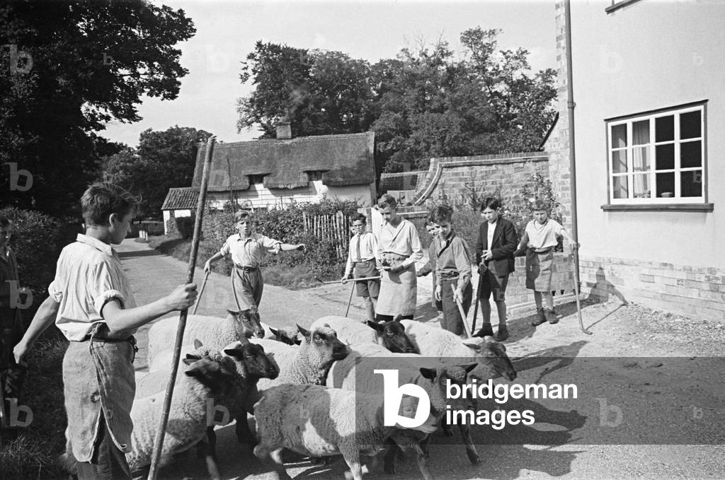 A flock of sheep at Ashwell village school, Hertfordshire, c. 1945 (b/w photo)