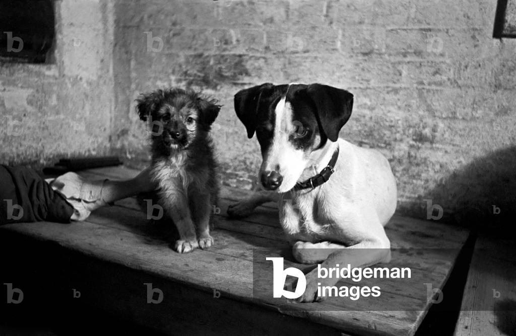 Dumb Friends League 'Fluff' the puppy at dogs' home in North London. December 1949 O22039
