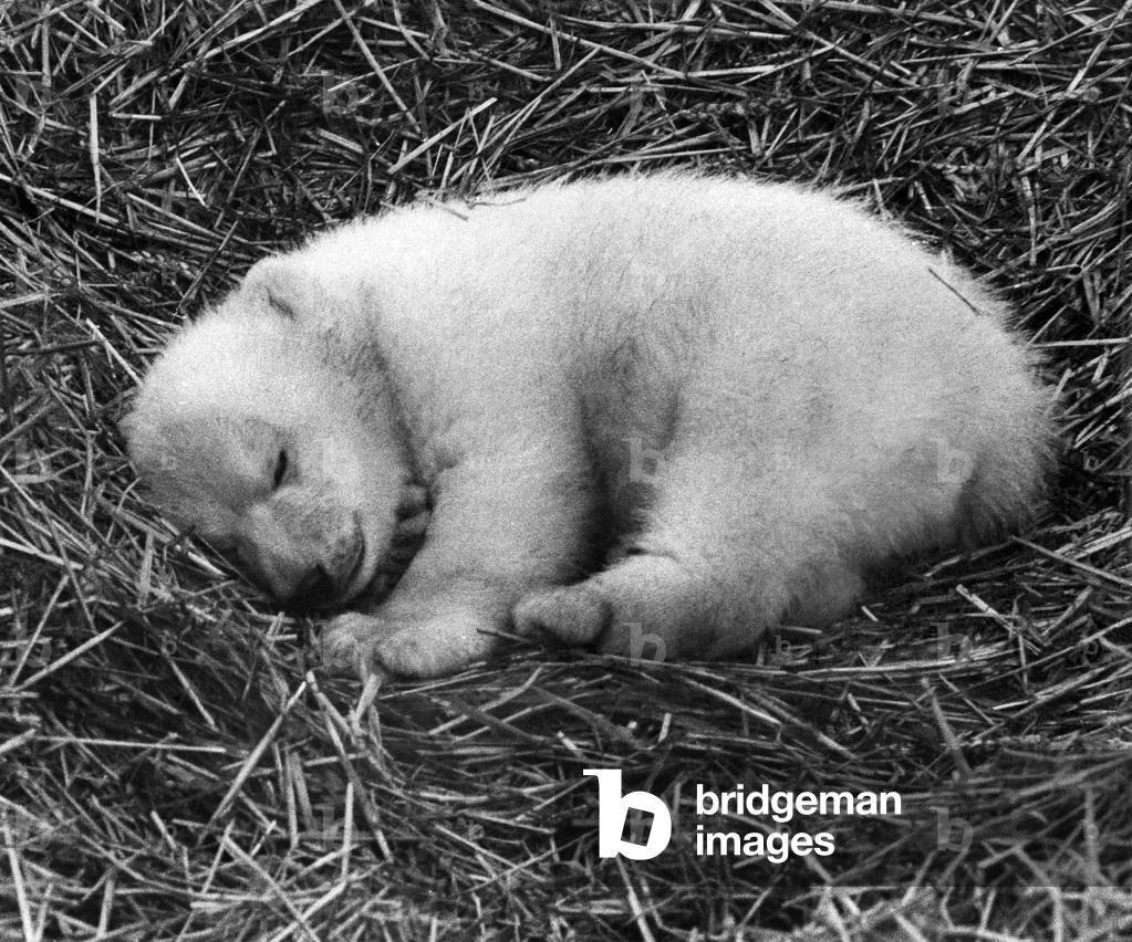 Triplet the polar bear is catching on fast about the best things in life. And one of the best things about a good lunch is sleeping it off afterwards. 
March 1971