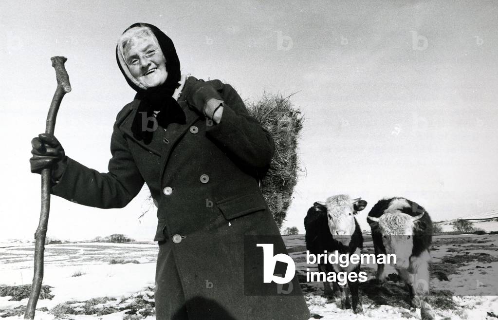 Hannah Hauxwell pictured on her farmland in Baldersdale County Durham with her cattle after a heavy snowfalls on the hills, 20 February 1979 (b/w photo)