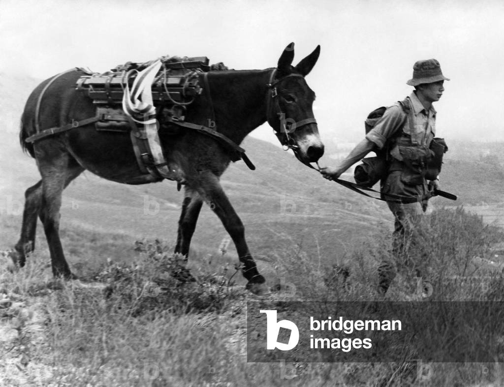 British ArmyÍs last mule team climbs Crest Hill on the Hong Kong, 21/02/1970