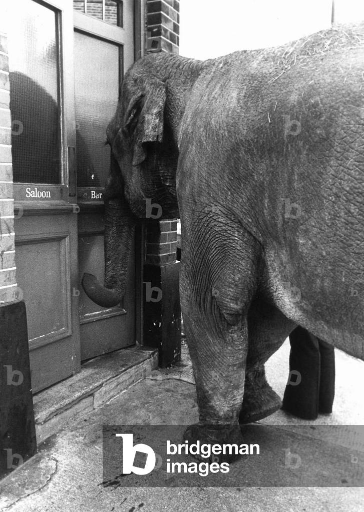 Maureen the Elephant is a regular in the Falcon Pub, 23rd October 1978 (b/w photo)