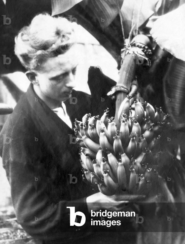 A successful bunch of bananas have been grown at Sefton Park glass house, Liverpool. 21st January 1930 (b/w photo)