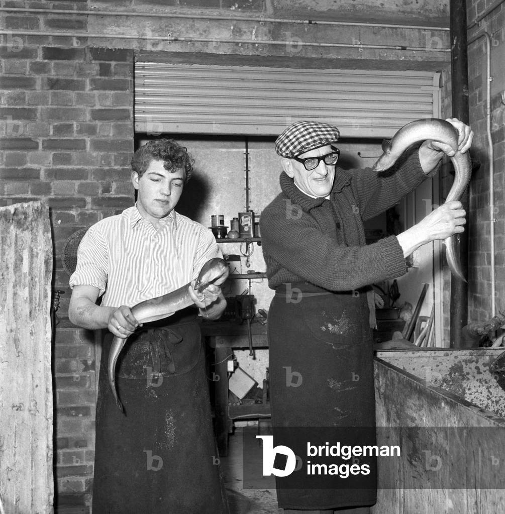 Freshly caught eels seen here being prepare to be made in to East London's favourites food Jellied Eels, 1963 (b/w photo)
