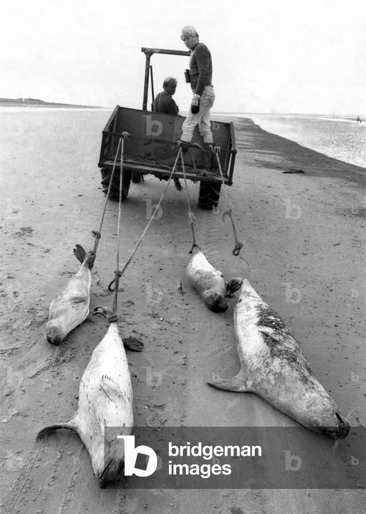 When will we ever Learn? A seal lies dead on a bright blustery beach not for fro families enjoying their summer holiday. It is a seaside sna from Norfolk that should shame the Government. Experts say our seals are being killed off by a deadl distemper virus. And their immunity is being lowered by the millions of tons of chemical waste being poured into the North Sea every year. The pollution crisis is highlighted by the case of the poison-packed ship karin B, which was turned back from Britis ports yesterday. Each tide brings more victims to the shores where seals used the delight children as they splashed and played. Their brigh eyes are dimmed and their shiny coats dull in death. Paul Vodden of Greenpeach forecast, 