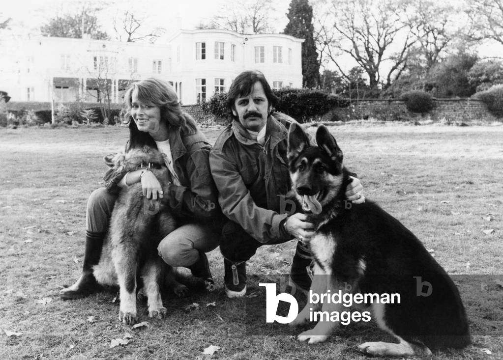 After two years in the pop wilderness, Ringo Starr has brought his music and his American wife Barbara home to Britain, for good. The ex-Beatle's 17th century mansion in Ascot is packed with memories. John Lennon and Yoko Ono lived here until the went to America. And when they moved out, Ringo and his first wife Maureen moved in for a while. Now he's here with actress Barbara Bach and her two children from a previous marriage. Country Life.... Ringo. Barbara and their two alsatians. November 1981 P017264
