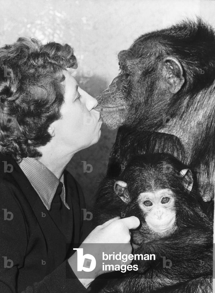 Molly Badham with her new baby chimp Brooke and mother Sue, 17th February 1972 (b/w photo)