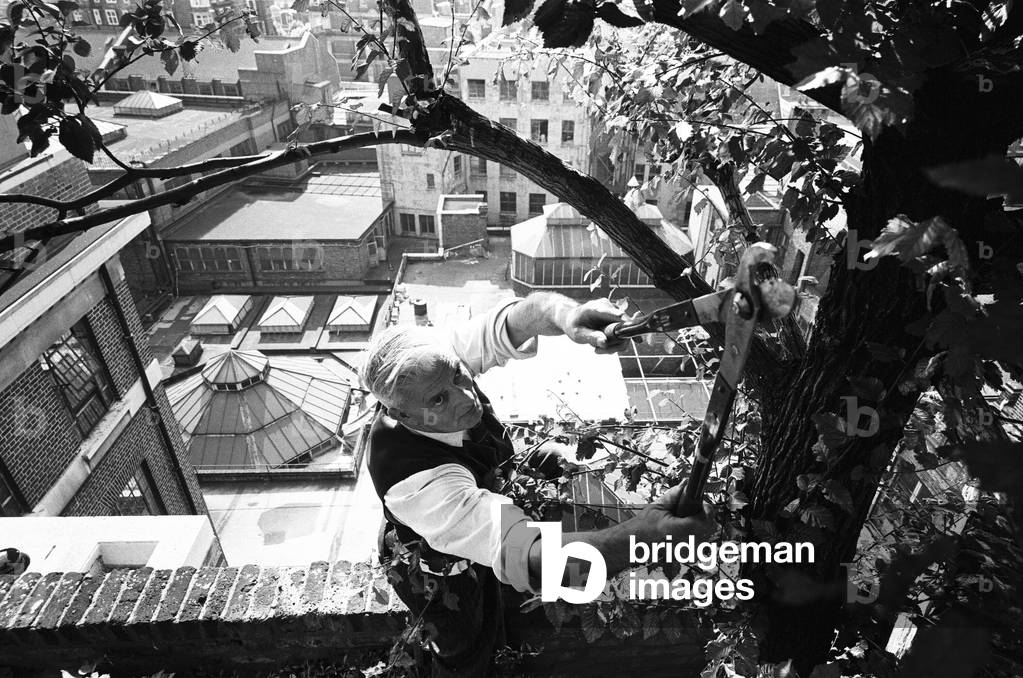 Over 100 feet above the ground Charles Legg calmly goes about pruning and trimming a tree. But no ordinary tree! For Charles is an assistant at the unique roof garden on Derry and Toms in Kensington High Street, London. Strong cross winds can sometimes be a problem with a job like this, but the sheer drop seven floors down does not worry Charles at all. The gardens, 1 3/4acres in extent, are very popular with tourists and residents, as well as shoppers. Before he retired , a local vicar visited there every day for thirteen years to write his sermons. 12th September 1965 (b/w photo)