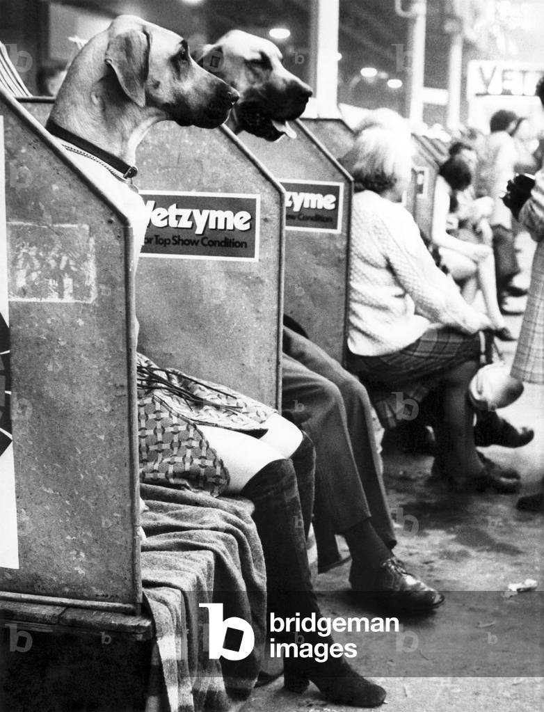 It could only happen at the Cruft's show, where once a year people allow themselves to be taken over by dogs. In this case, there doesn't seem to be much left of Mr. Robbie Robson and his wife, but their legs. The rest is great dane. Just a trick of the camera, of course. The couple, from Somerset, were waiting with their prize specimens, Amber and her brother Leo, for their turn in the showing on the opening day in London
But in case anyone is still in doubt about which is which, Leo is the one wearing the trousers. London, February 1972