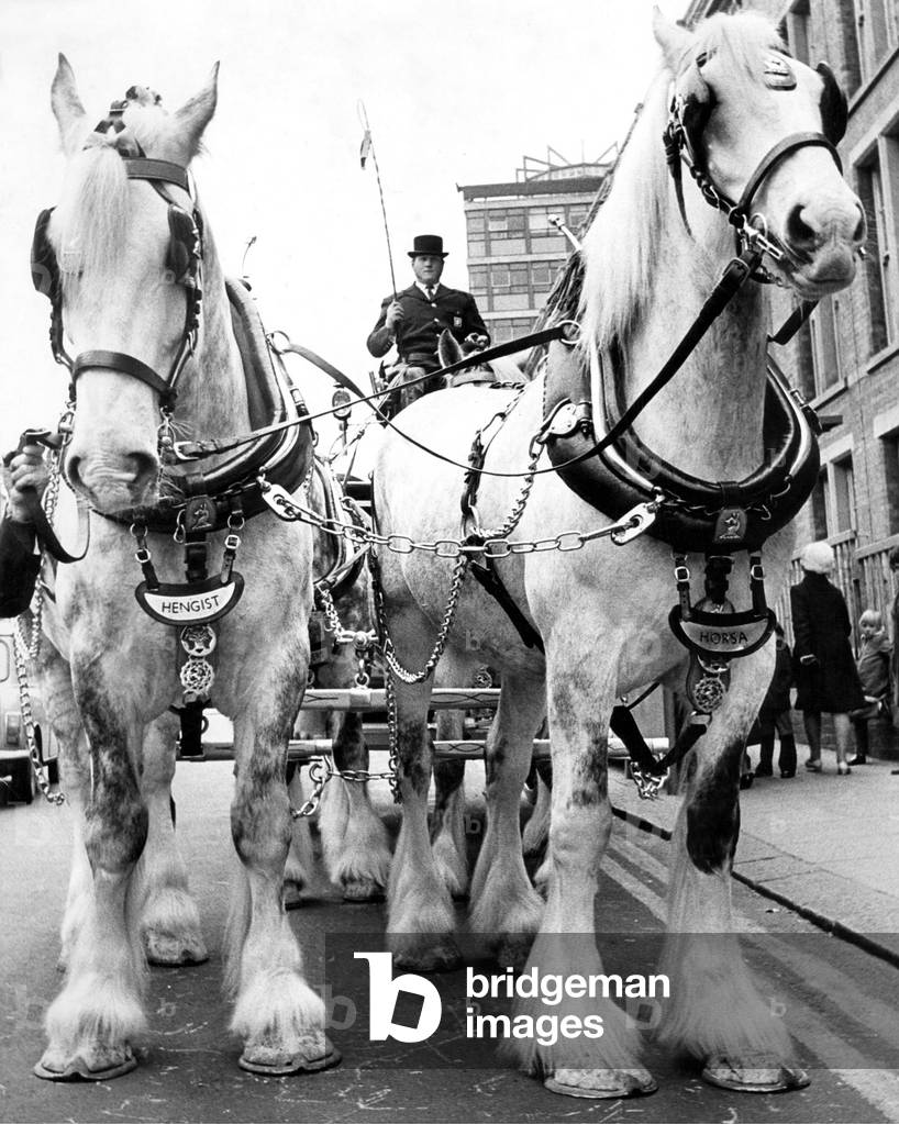 Driver John Lawless is dwarfed by the leading shirehorses Hengist and Horsa, Whitbreads Shirehorses in 1973