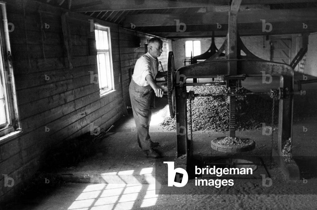 At work in the hops houses at the press. Hops picking in Whitheads Farm Paddock Wood, Kent, September 1935 (b/w photo)