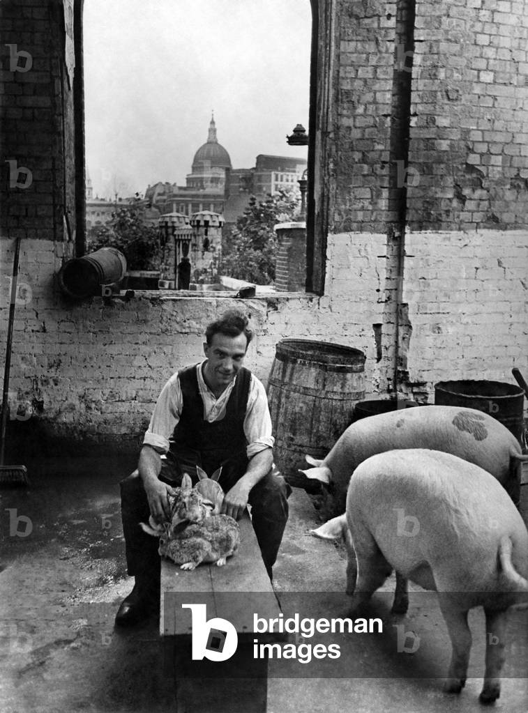 Pigs and rabbits are reared for food in a tumble down building under the shadow of St. Pauls London, September 1943 (b/w photo)