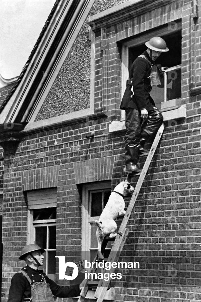 A dog who was adopted by a South London National Fire Service station seen having to climb a ladder. 
May 1942