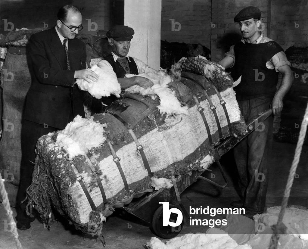 A cotton controller, Mr. Harold Doodson, examines one of the bales of cotton on arrival at a Liverpool warehouse, August 1952 (b/w photo)