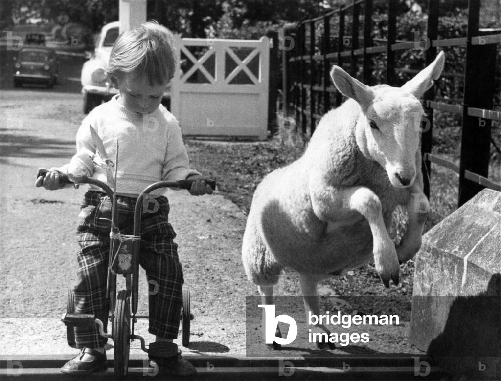 Animals - child with Lambs, august 1962 (b/w photo)