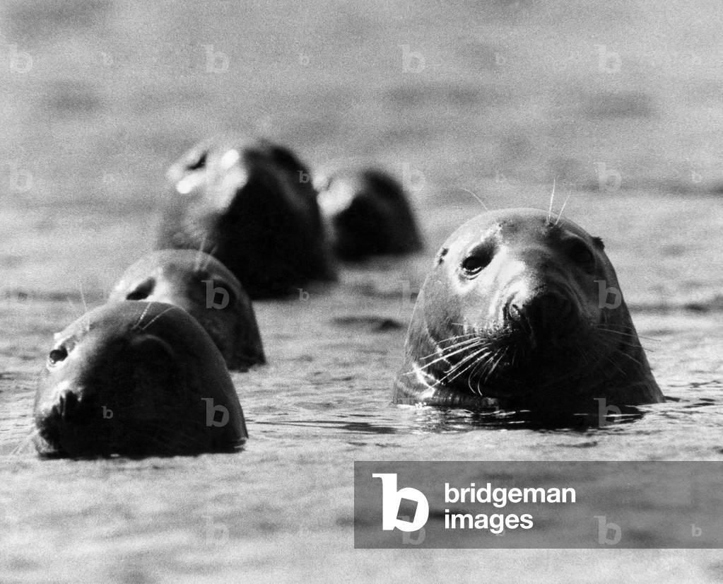 Seals swimming off the British coast. 
Circa 1970