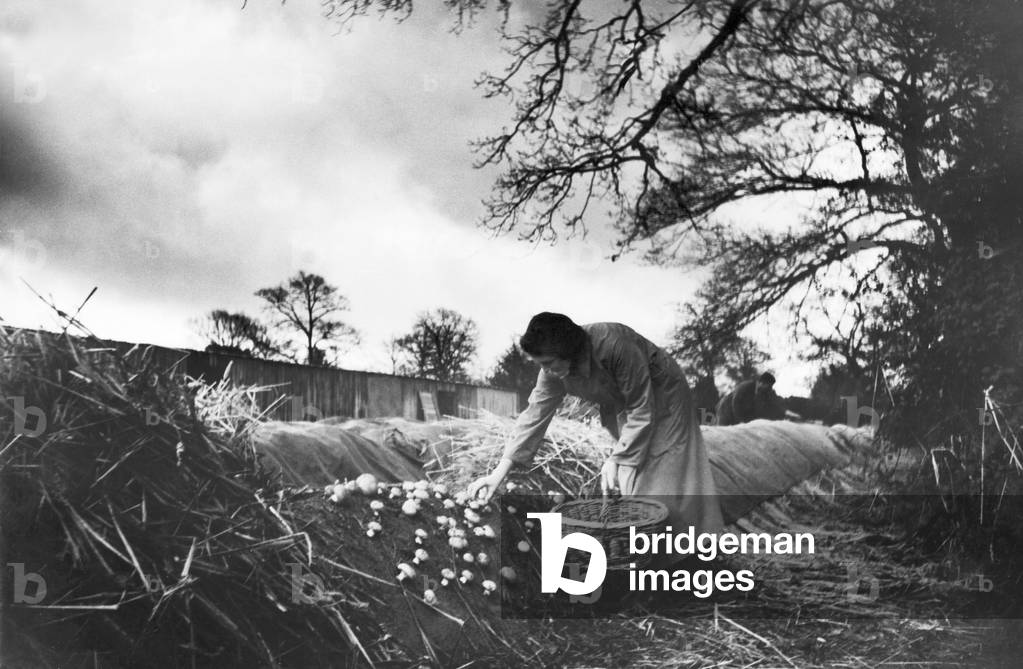 Mushroom farm at Longfield, Surrey. 28th March 1935