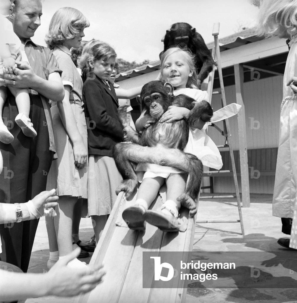 Children play with baby Chimpanzee at Whipsnade Zoo, 1961 (b/w photo)