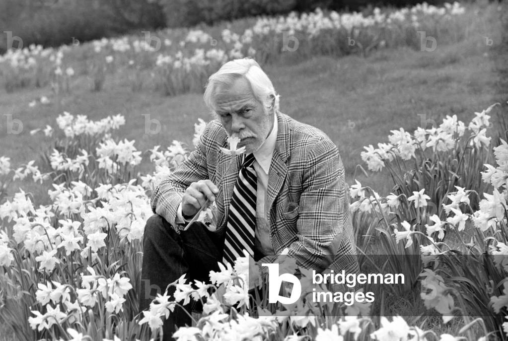 American actor Lee Marvin amongst the spring flowers during a visit to England, 25th February 1975 (b/w photo)